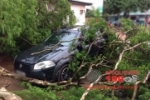 ALTO PARAÍSO: Veículos são danificados por árvores após chuva com fortes ventos