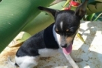 ARIQUEMES: Cachorrinha que pertence a uma criança desaparece no Setor 05