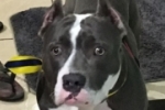 ARIQUEMES: Pit Bull desaparece na Av. Candeias e proprietário oferece recompensa para encontrar
