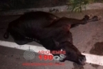 ARIQUEMES: Vaca &eacute; atropelada na BR&ndash;421 e destr&oacute;i frente de carro