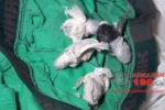 ARIQUEMES: Com droga na cueca, apenados são flagrados tentando entrar no albergue