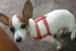 ARIQUEMES: Cachorrinha desaparece no Bairro Rota do Sol