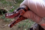 ARIQUEMES: Jiboia é encontrada escondida em telhado no Bairro Marechal Rondon
