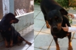 ARIQUEMES: Proprietários procuram cachorra desaparecida no Setor 04