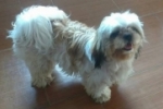 ARIQUEMES: Cachorrinha Lhasa Apso desaparece no Gerson Neco
