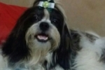 ARIQUEMES: Cachorrinho desaparece no Setor 04