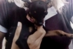 ARIQUEMES: Pinscher desaparece no Setor 02
