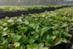 Secretaria de Agricultura vai adquirir mais três milhões de mudas de café clonal