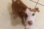 ARIQUEMES: Filhote de Pit Bull desaparece no Bairro BNH   