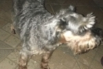ARIQUEMES: Cachorrinha desaparece no Setor 03 e criança sofre com a falta