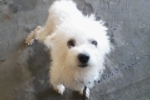 ARIQUEMES: Poodle desaparece no Nova União 3