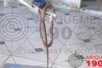 ARIQUEMES: Cobra cipó assusta dona de casa no Nova União I e é capturada por Bombeiros
