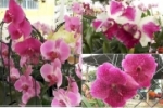 Visite o Orquidário Pai e Filho que estará em Ariquemes até sábado
