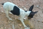 ARIQUEMES: Família procura por cachorrinha desaparecida no Setor 02