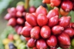 Machadinho do Oeste recebe o 9º Dia Especial do Café com Leite e Floresta nesta quinta–feira