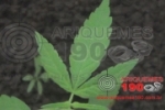 ARIQUEMES: “Agricultor” do crime é preso com maconha plantada em balde