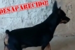 ARIQUEMES: Cachorrinho que pertence a uma criança desaparece no Setor 02
