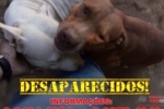 ARIQUEMES: Casal de Pit Bulls desaparece no Setor Industrial