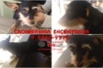 ARIQUEMES: Cachorrinha é resgatada após acidente e cidadão procura pelos proprietários