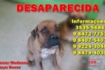 ARIQUEMES: Cachorra boxer desaparece no Setor Institucional