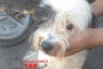 ARIQUEMES: Cachorrinho é encontrado no Setor 05 e procura por proprietários