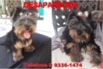  ARIQUEMES: Cachorrinha Yorkshire desaparece no Apoio Social