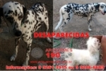 ARIQUEMES: Cachorras fogem de residência no Setor 04 e proprietários estão a procura