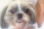 ARIQUEMES: Shih–tzu anã desaparece no Parque das Gemas