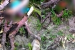 ESMAGADO: Mais um idoso morre durante derrubada de árvores em Rondônia