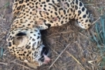 Onça pintada morta a tiros é encontrada às margens da BR–364 em Candeias do Jamari – Vídeo 