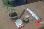 ARIQUEMES: Ação entre Polícias Civil e Militar localiza suspeitos e apreende pé de maconha