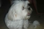 ARIQUEMES: Cachorrinha Lhasa Apso desapareceu dia 01/08 no Setor 04