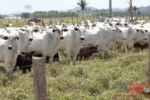 CACAULÂNDIA: ASSISTA A MATÉRIA COMPLETA – Dia de Campo Bigsal reúne mais de 400 produtores na Fazenda Bom Retiro