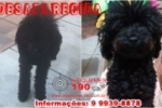 ARIQUEMES: Cachorrinha que passa por tratamento desaparece no Jardim Paulista