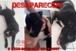 ARIQUEMES: Pit Bull desaparece na Av. Candeias