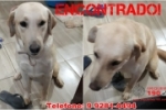 ARIQUEMES: Labrador &eacute; encontrado no Jardim Am&eacute;rica