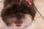 ARIQUEMES: Cachorrinha desaparece no Jorge Teixeira