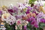 ARIQUEMES: Orquidário Pai e filho presente na Expovarejo realiza sorteio de orquídea
