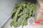 JOELÂNDIA: PATAMO 01 e 02 apreende pé de maconha após denúncias anônimas