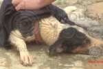 ARIQUEMES: Cachorro desaparecido desde domingo é encontrado em poço e resgatado por Bombeiros