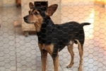 ARIQUEMES: Cachorrinho Pinscher desaparece durante chuva – OFERECE RECOMPENSA