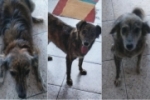ARIQUEMES: Cachorra que faz tratamento de câncer desaparece no Jardim Primavera