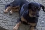 ARIQUEMES: Cachorrinha desaparece no Jardim Vitória