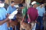Produtores de Rond&ocirc;nia t&ecirc;m at&eacute; o dia 15 de novembro para vacinar o rebanho de zero a 24 meses