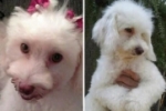 ARIQUEMES: Cachorrinha poodle desaparece no Setor Colonial