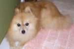 ARIQUEMES: Cachorrinho que pertence à criança desapareceu na Av. Canaã
