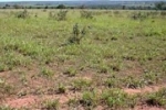 HOMICÍDIO: Adolescente é assassinado com três tiros na frente de fazenda em Vista Alegre do Abunã