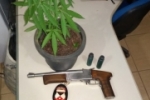BURITIS: OPERAÇÃO RETORNO – Polícia Civil apreende arma, pé de maconha e celulares