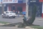 ARIQUEMES: População se revolta com árvores cortadas na Av. Canaã – Secretária explica o motivo