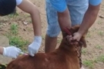 SEMSAU divulga balanço da vacinação contra a raiva em Ariquemes